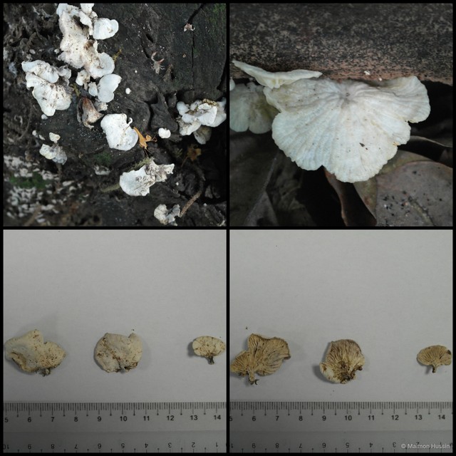 Crepidotus sp. "1"•&copy; Maimon Hussin•All Rights Reserved