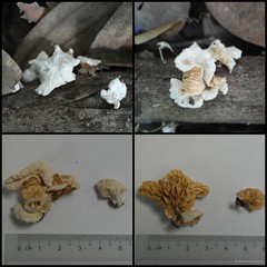 Crepidotus sp. "2"•&copy; Maimon Hussin•All Rights Reserved