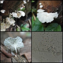 Crepidotus sp. "2"•&copy; Maimon Hussin•All Rights Reserved