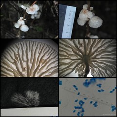 Crepidotus sp. "2"•&copy; Maimon Hussin•All Rights Reserved