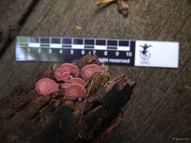 Crepidotus sp. "4"•&copy; Serena Lee•All Rights Reserved