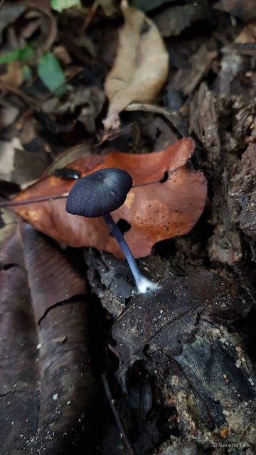 Entoloma sp. "2"•&copy; Serena Lee•All Rights Reserved