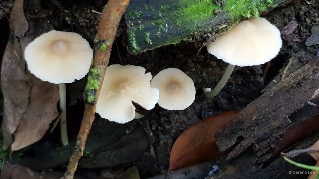 Entoloma dulce•&copy; Serena Lee•All Rights Reserved