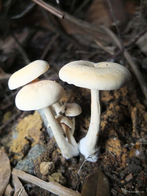Entoloma flavidum•&copy; Serena Lee•All Rights Reserved