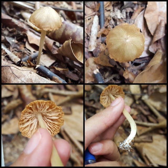 Entoloma omiense•&copy; Maimon Hussin•All Rights Reserved