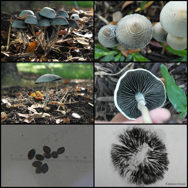 Panaeolus (Copelandia) cambodginiensis•&copy; Maimon Hussin•All Rights Reserved