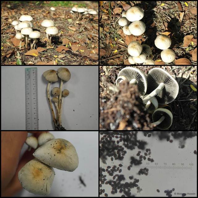 Panaeolus (Copelandia) cyanescens•&copy; Maimon Hussin•All Rights Reserved