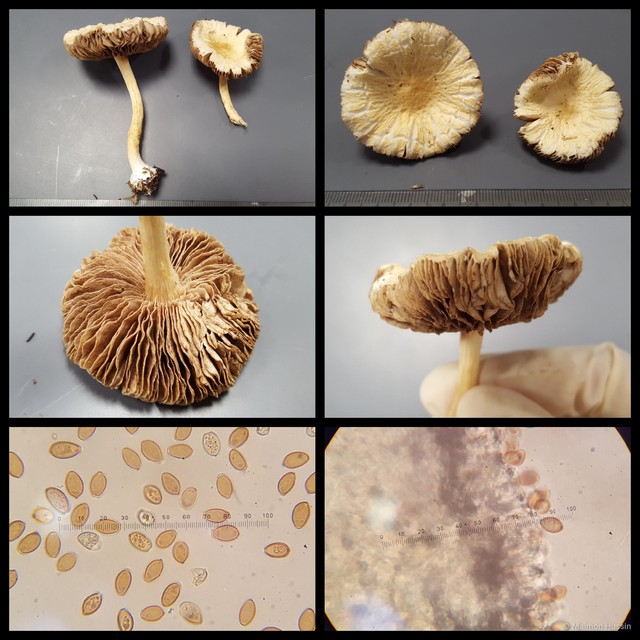 Agrocybe sp. "1"•&copy; Maimon Hussin•All Rights Reserved
