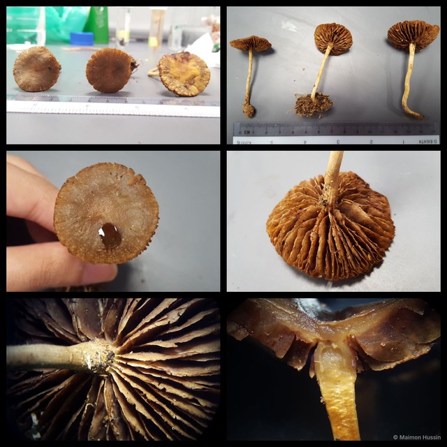 Agrocybe pediades•&copy; Maimon Hussin•All Rights Reserved
