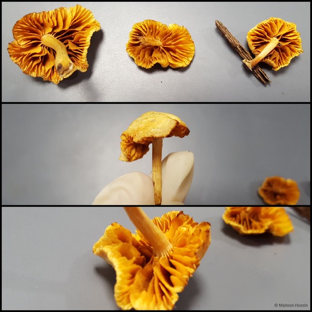 Gymnopilus sp. "1"•&copy; Maimon Hussin•All Rights Reserved