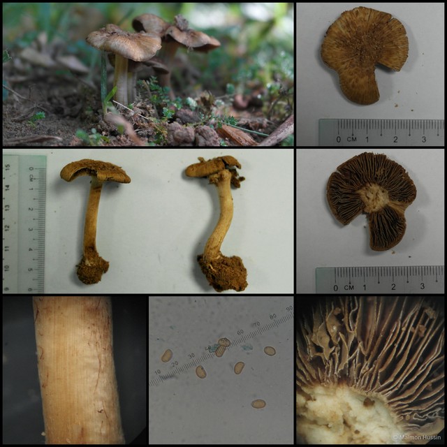 Inocybe sp. "1"•&copy; Maimon Hussin•All Rights Reserved