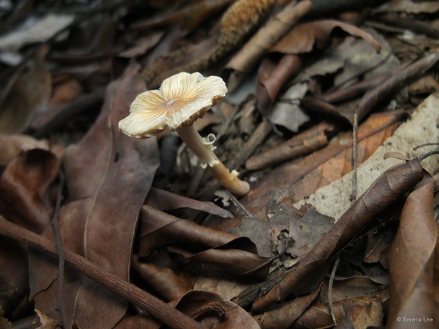 Inocybe sp. "2"•&copy; Serena Lee•All Rights Reserved