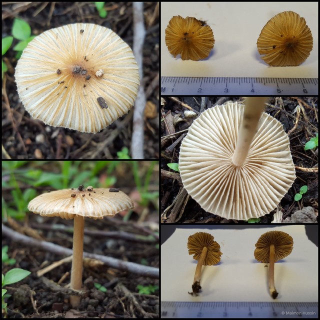 Inocybe rimulosa•&copy; Maimon Hussin•All Rights Reserved