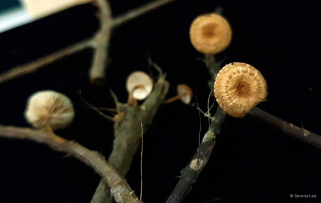 Crinipellis brunneipurpurea•&copy; Serena Lee•All Rights Reserved