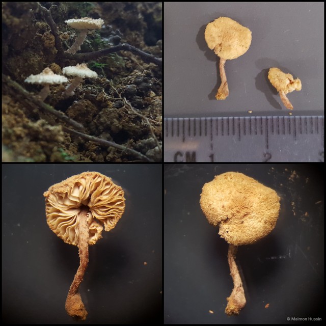 Marasmius sp. "1"•&copy; Maimon Hussin•All Rights Reserved