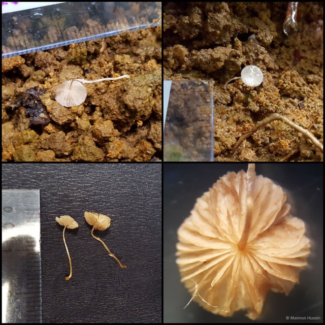 Marasmius sp. "2"•&copy; Maimon Hussin•All Rights Reserved