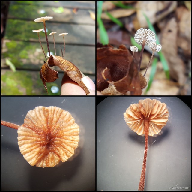 Marasmius sp. "3"•&copy; Maimon Hussin•All Rights Reserved