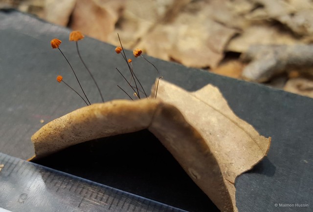 Marasmius (Marasmius) guyanensis•&copy; Maimon Hussin•All Rights Reserved