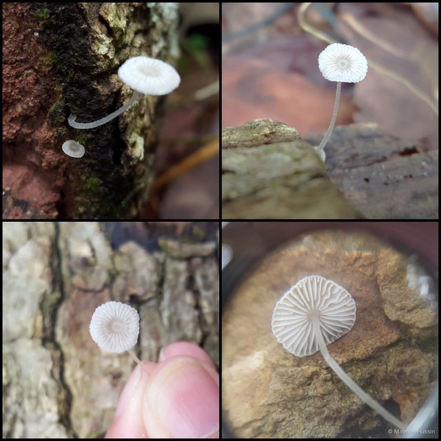 Mycena chlorophos•&copy; Maimon Hussin•All Rights Reserved