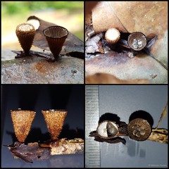Cyathus sp. "1"•&copy; Maimon Hussin•All Rights Reserved