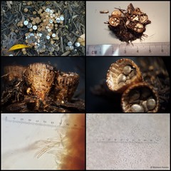 Cyathus striatus•&copy; Maimon Hussin•All Rights Reserved