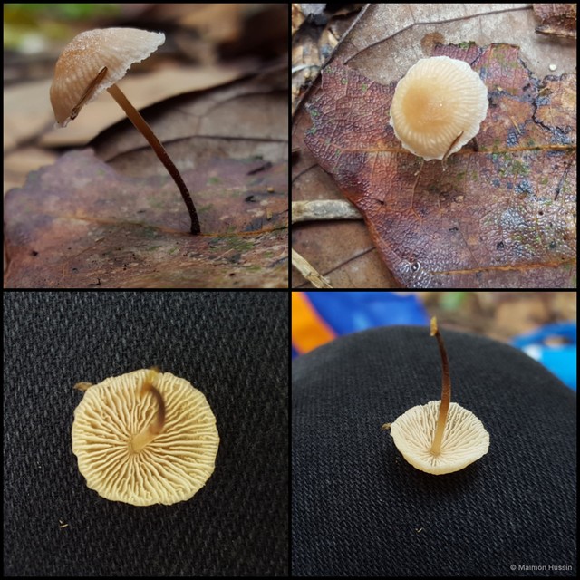 Gymnopus sp. "1"•&copy; Maimon Hussin•All Rights Reserved