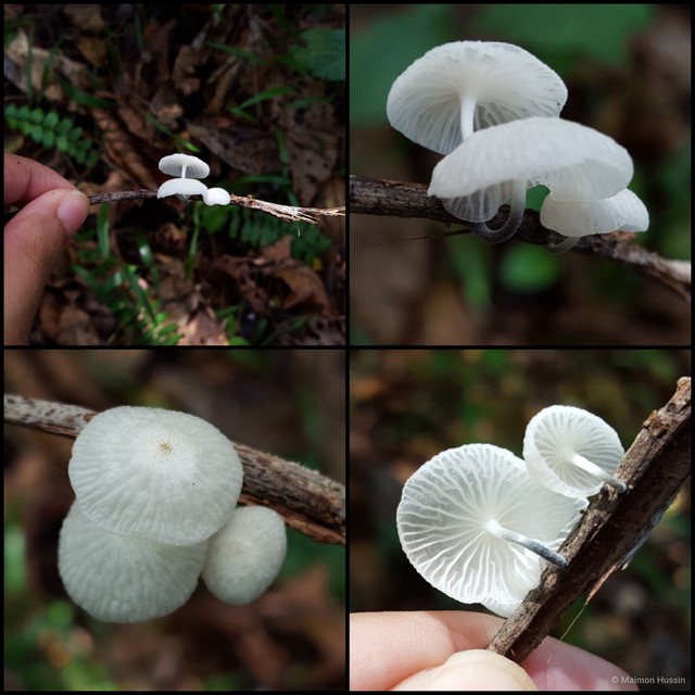 Marasmiellus sp. "albus-corticis"•&copy; Maimon Hussin•All Rights Reserved