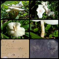 Chamaeota sinica•&copy; Maimon Hussin•All Rights Reserved