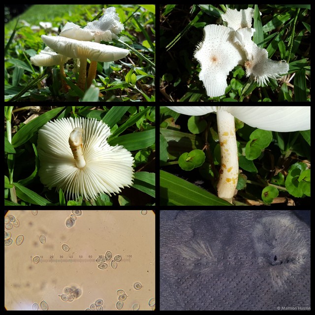 Chamaeota sinica•&copy; Maimon Hussin•All Rights Reserved