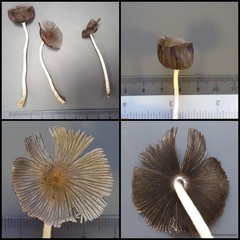 Coprinellus sp. "1"•&copy; Maimon Hussin•All Rights Reserved