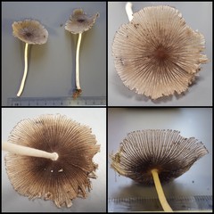 Coprinellus sp. "1"•&copy; Maimon Hussin•All Rights Reserved