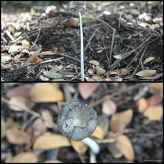 Coprinellus sp. "2"•&copy; Maimon Hussin•All Rights Reserved