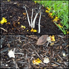 Coprinellus sp. "2"•&copy; Maimon Hussin•All Rights Reserved