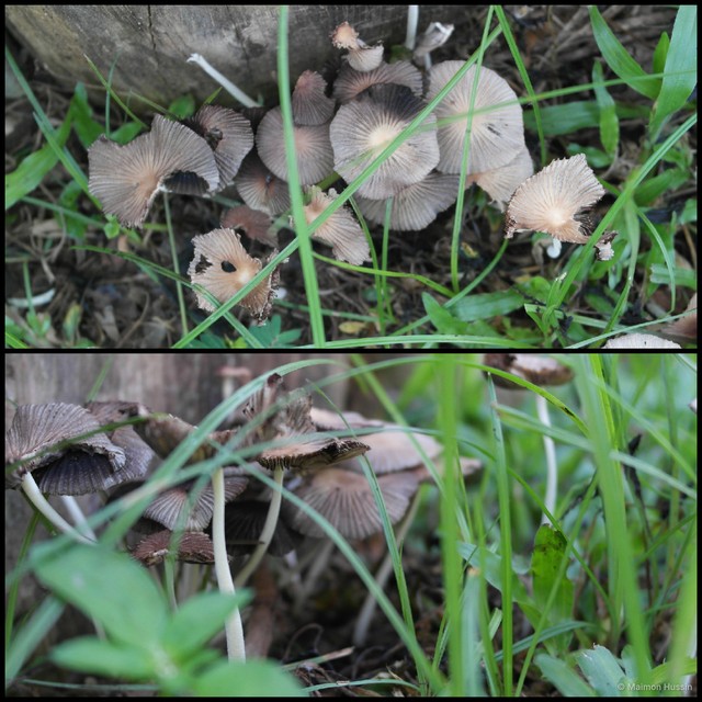 Coprinellus sp. "3"•&copy; Maimon Hussin•All Rights Reserved