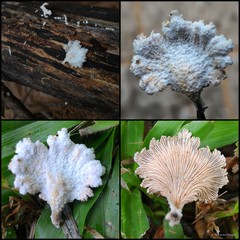 Schizophyllum sp. "1"•&copy; Maimon Hussin•All Rights Reserved