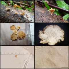 Schizophyllum sp. "1"•&copy; Maimon Hussin•All Rights Reserved