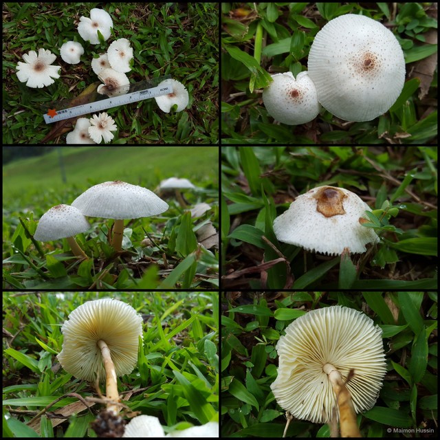 Lepiota sp. "1"•&copy; Maimon Hussin•All Rights Reserved