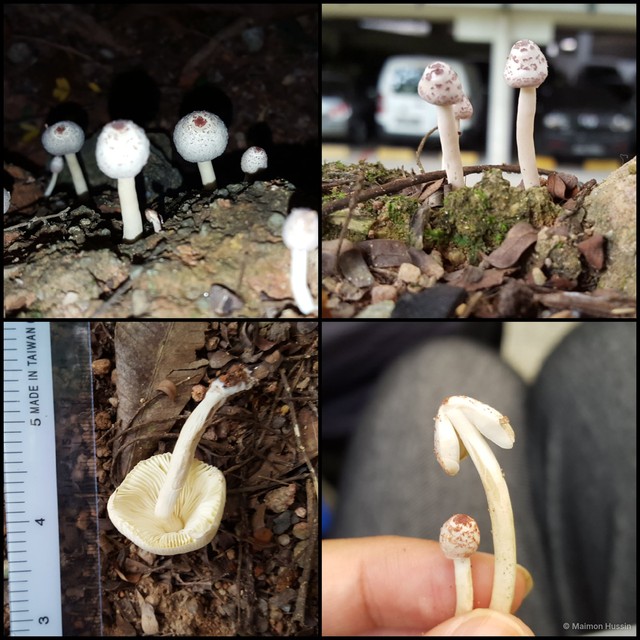 Lepiota sp. "2"•&copy; Maimon Hussin•All Rights Reserved