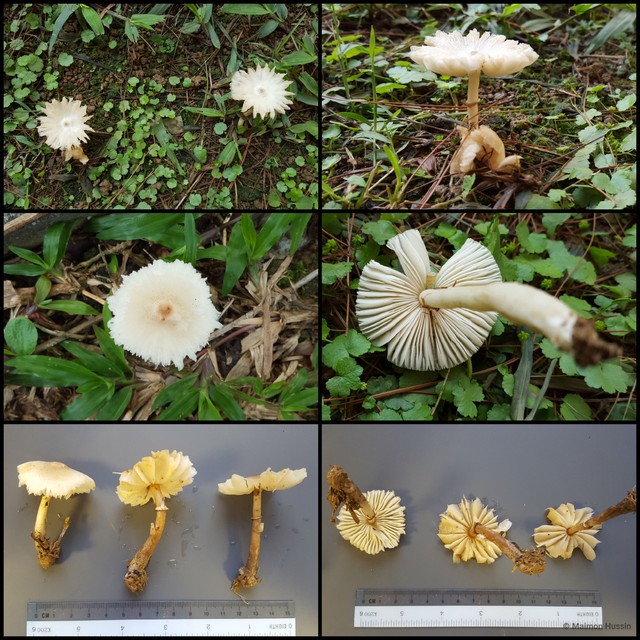 Lepiota sp. "3"•&copy; Maimon Hussin•All Rights Reserved