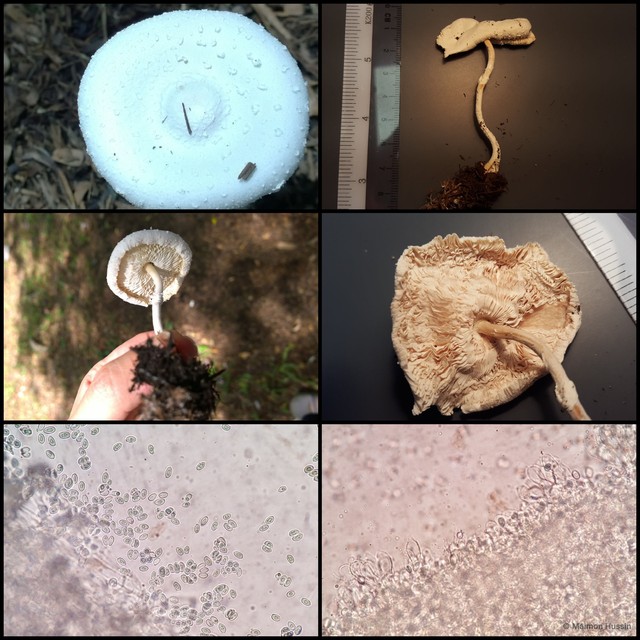 Lepiota sp. "4"•&copy; Maimon Hussin•All Rights Reserved