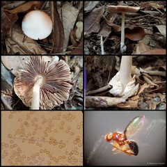 Volvariella sp. "1"•&copy; Maimon Hussin•All Rights Reserved
