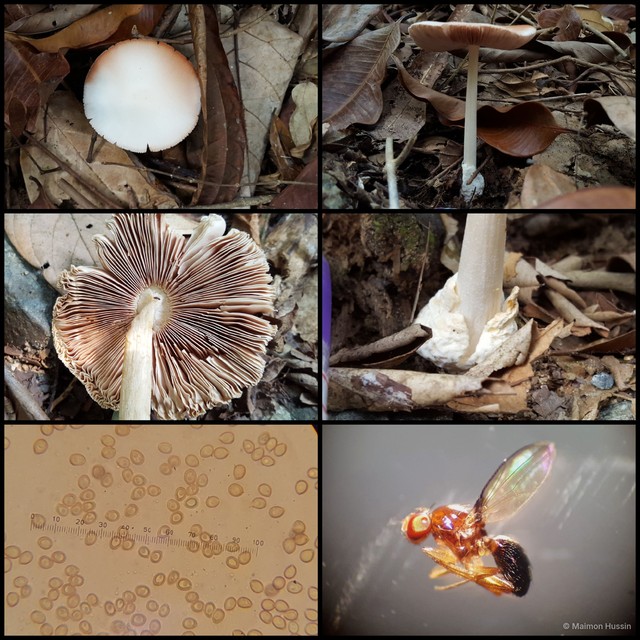 Volvariella sp. "1"•&copy; Maimon Hussin•All Rights Reserved