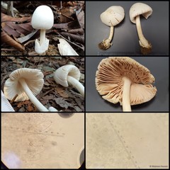 Volvariella sp. "1"•&copy; Maimon Hussin•All Rights Reserved