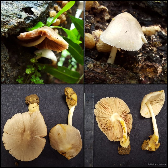 Volvariella sp. "2"•&copy; Maimon Hussin•All Rights Reserved