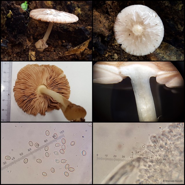 Volvariella taylorii•&copy; Maimon Hussin•All Rights Reserved
