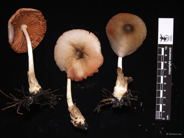 Volvariella volvacea•&copy; Serena Lee•All Rights Reserved