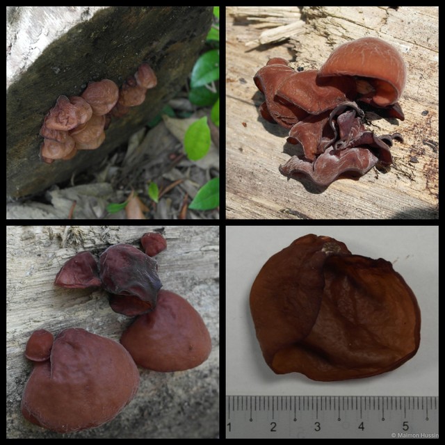 Auricularia auricula-judae•&copy; Maimon Hussin•All Rights Reserved