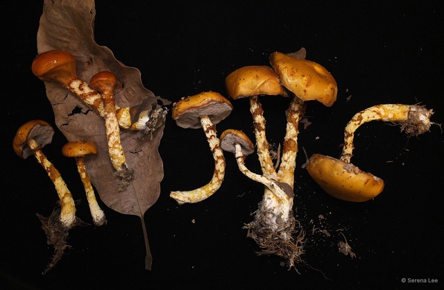 Austroboletus mucosus•&copy; Serena Lee•All Rights Reserved