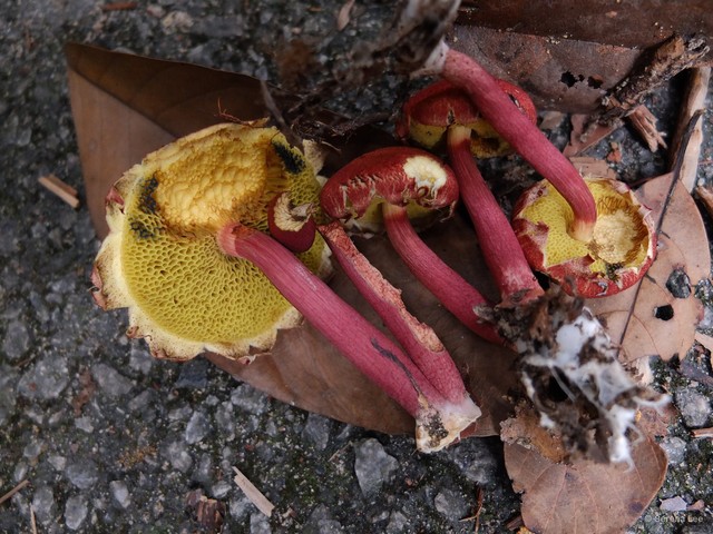 Boletellus emodensis•&copy; Serena Lee•All Rights Reserved
