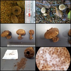 Scleroderma verrucosum (Bull.) Pers.